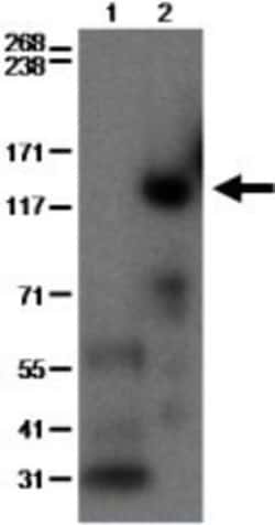PDE3B Antibody (SMCP3B) - BSA Free, Novus Biologicals 0.1mg; Unlabeled:Antibodies,
